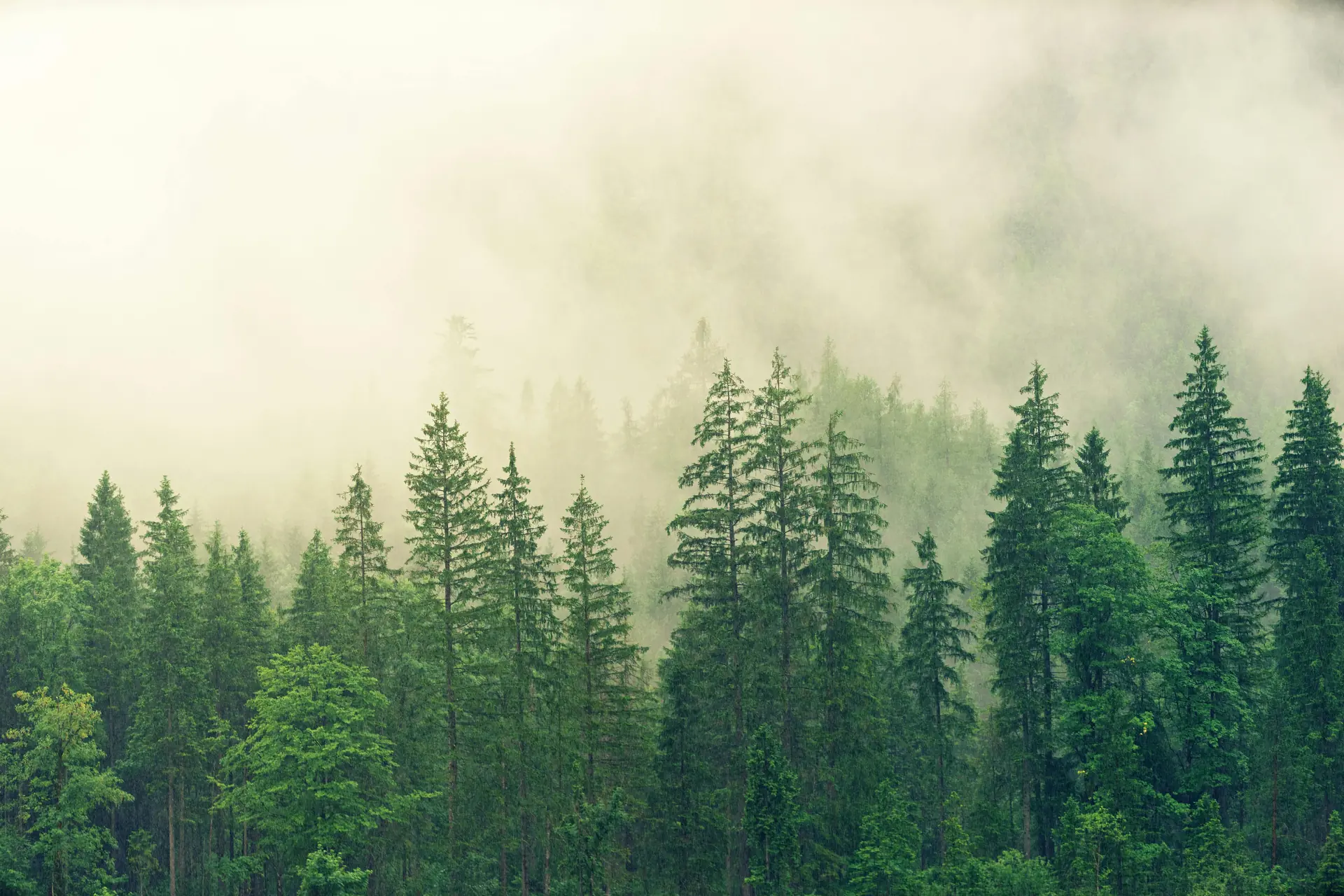 Tree service background