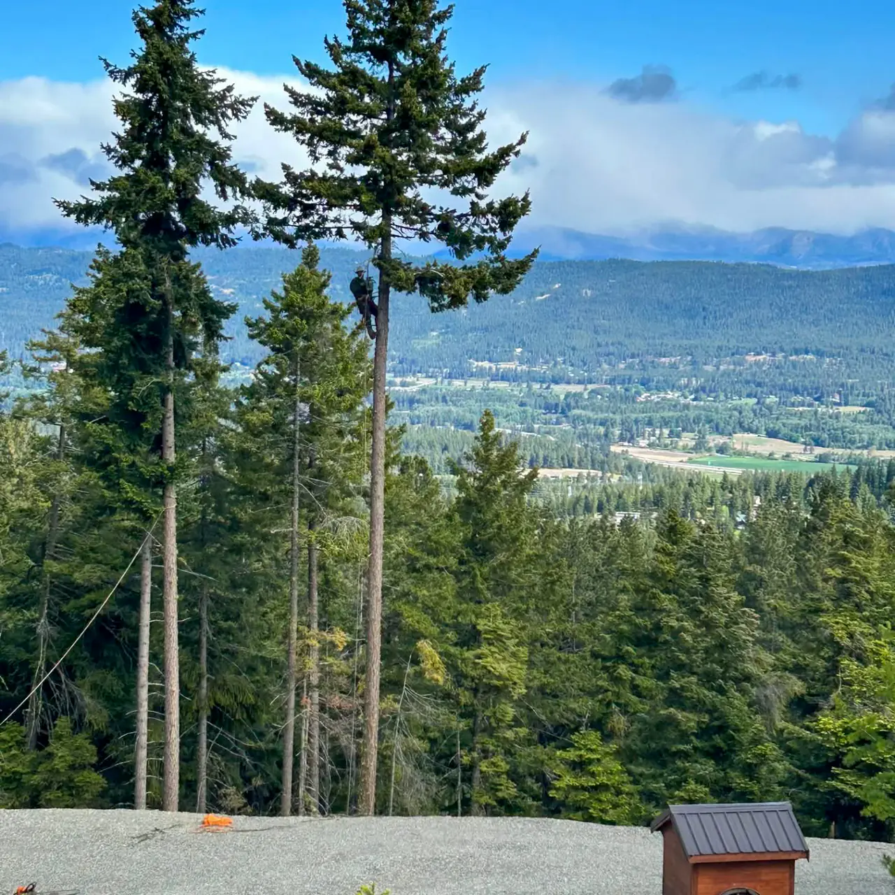 View Clearing — Rocky Peak Tree Service