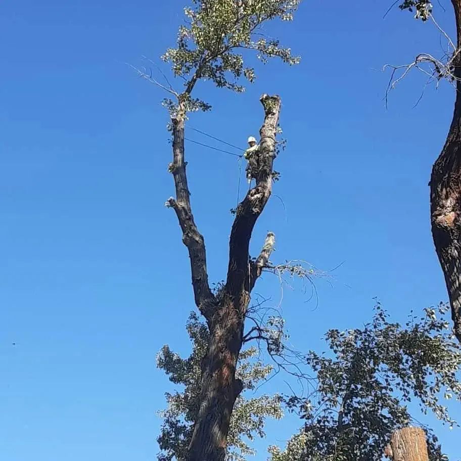 Climbing high in the canopy under blue sky