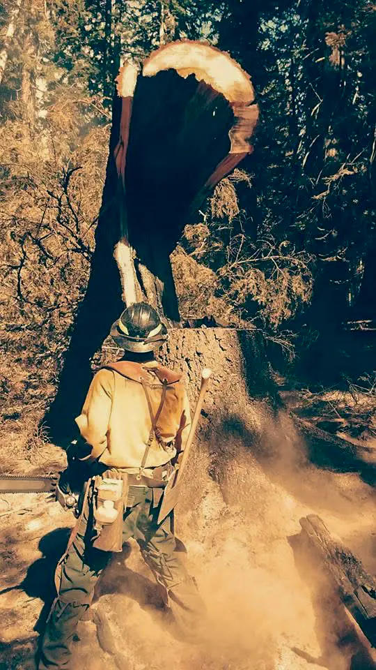 Felling a dead tree with dust and ash flying