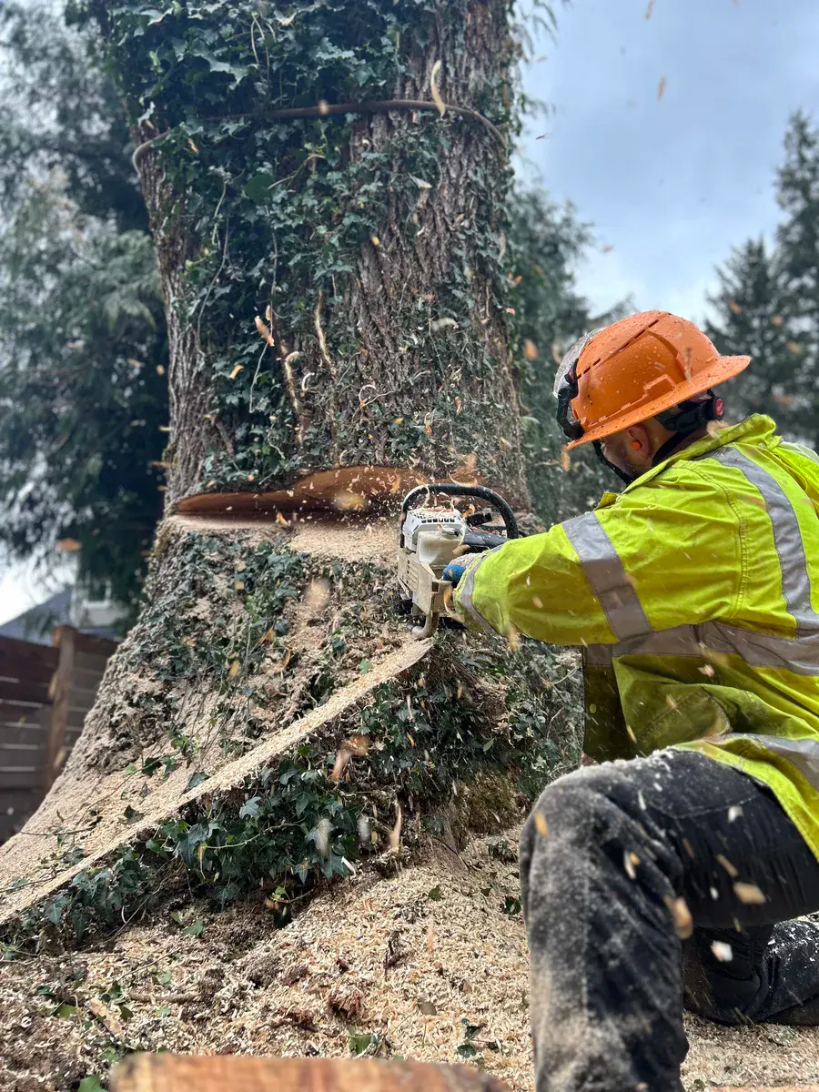 Tree Removal — Rocky Peak Tree Service