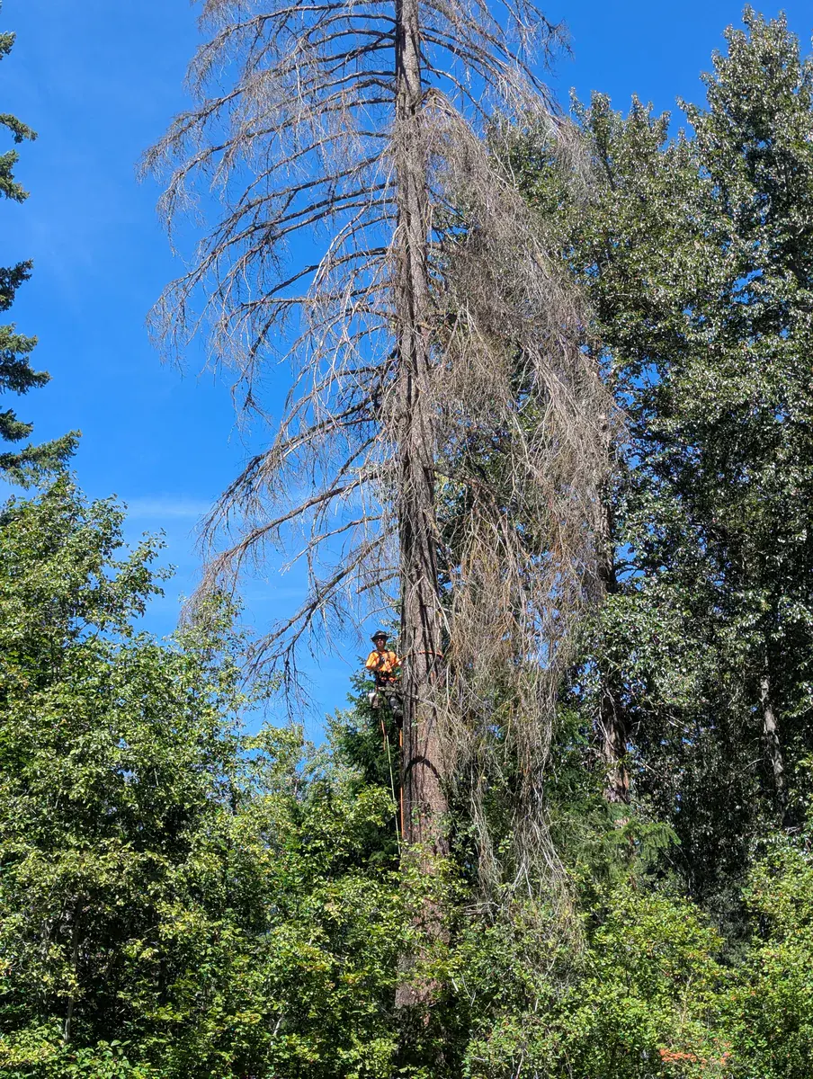Dead tree removal — clean and safe