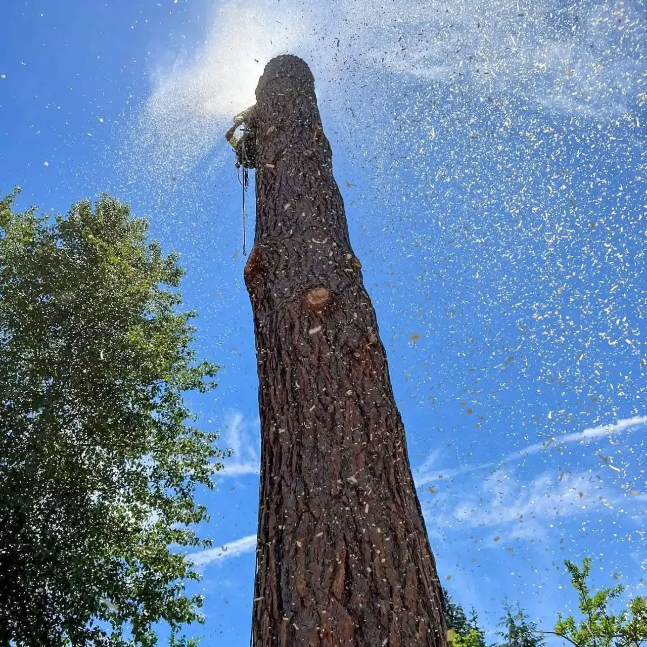 Tree removal in progress — Rocky Peak Tree Service