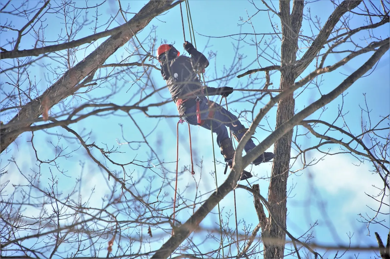 Pruning & Trimming — Rocky Peak Tree Service